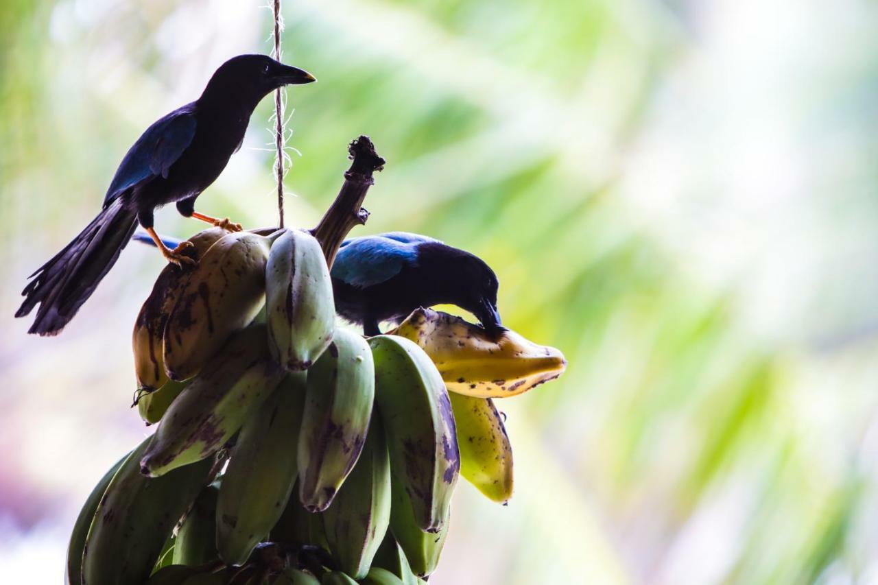 Cabanas Ecoturisticas Costa Maya Махауаль Экстерьер фото